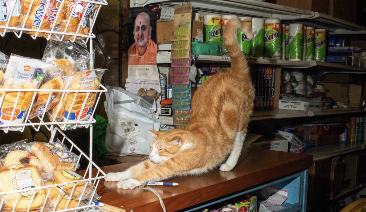 Bodega Cat Print Winners!