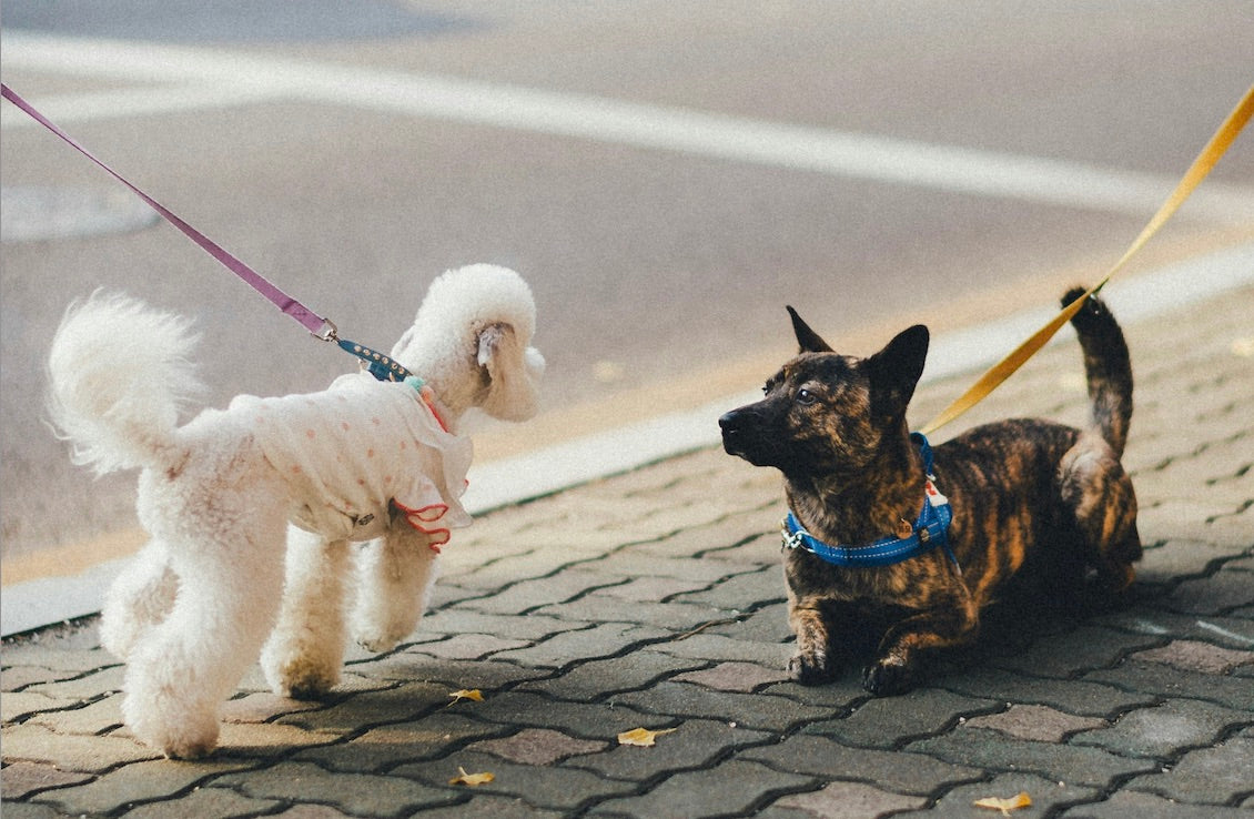 Law List: Miss a Dog Walk in Italy? It Will Cost You