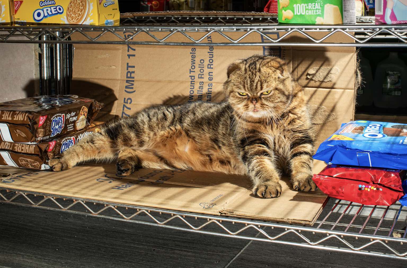 Bodega Cats on NPR!