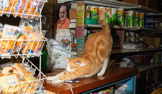 Bodega Cat Print Winners!