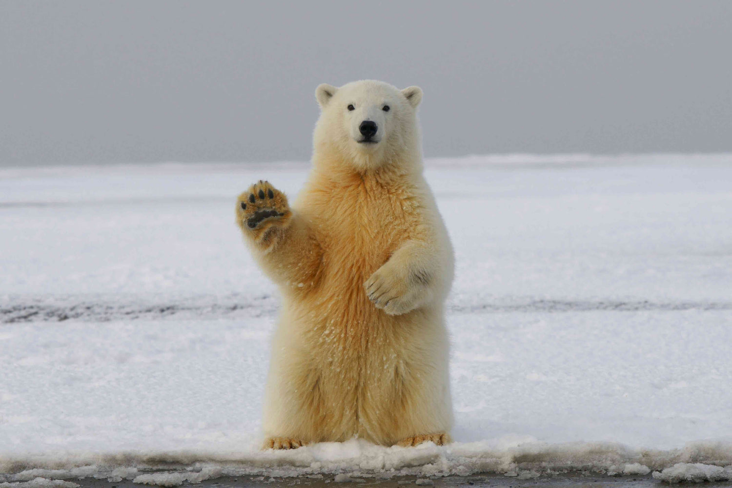 Law List: Don't Spook Polar Bears in Norway